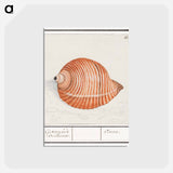 Shell of a sea snail - アンセルムス ボエティウス デ ブート Postcard.