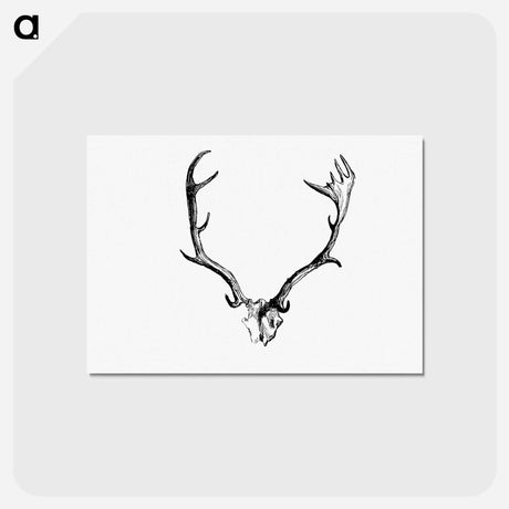 アートポストカード-Deer Skull with Horns
 - 大英図書館 Postcard.