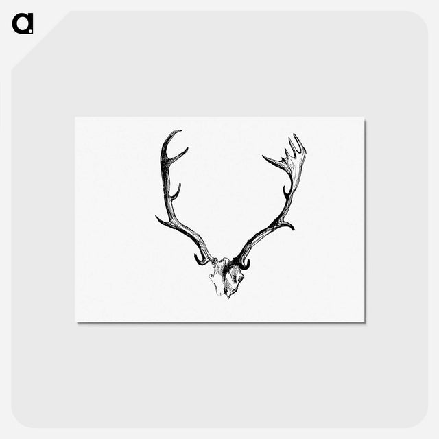 アートポストカード-Deer Skull with Horns
 - 大英図書館 Postcard.
