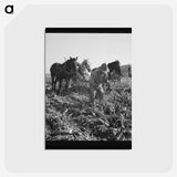 2-33_Dorothea-Lange_postcard