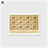 アートポストカード-The Horse in Motion
 - エドワード マイブリッジ Postcard.