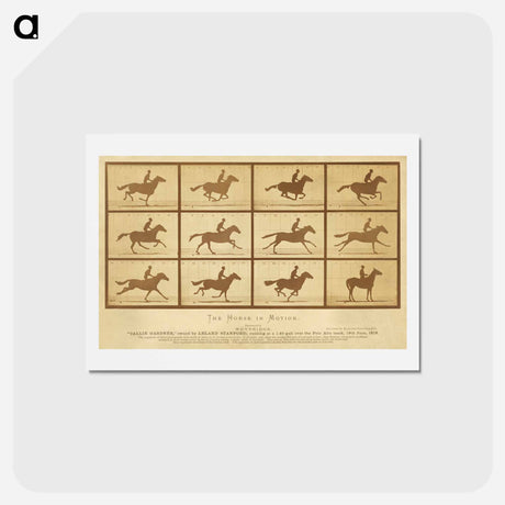 アートポストカード-The Horse in Motion
 - エドワード マイブリッジ Postcard.