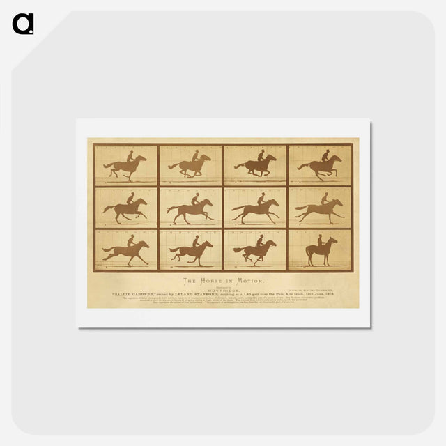 アートポストカード-The Horse in Motion
 - エドワード マイブリッジ Postcard.