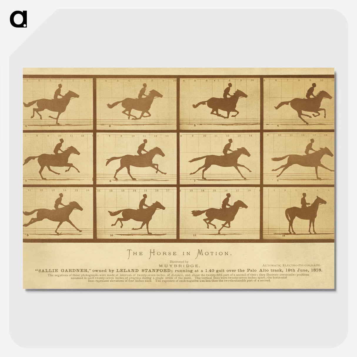 2-33_Eadweard-Muybridge_picture-crop