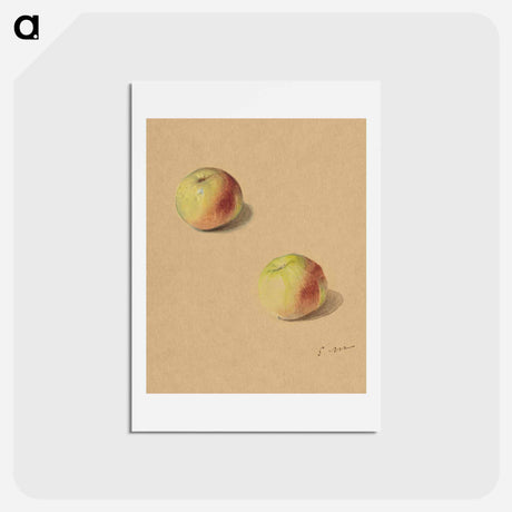 アートポストカード-Two Apples - エドゥアール マネ Postcard.