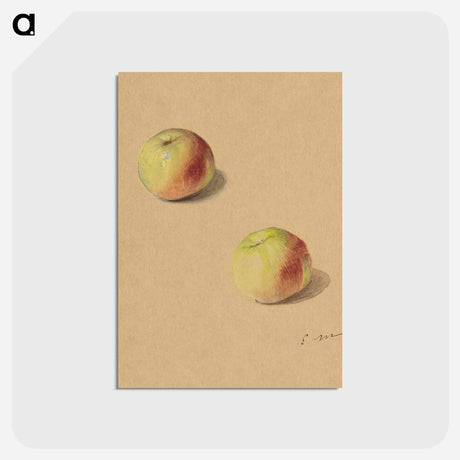 アートポストカード-Two Apples - エドゥアール マネ Postcard.