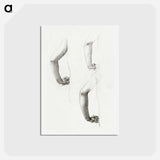 アートポストカード-Studies of an Arm and Hands - エドワード バーン ジョーンズ Postcard.