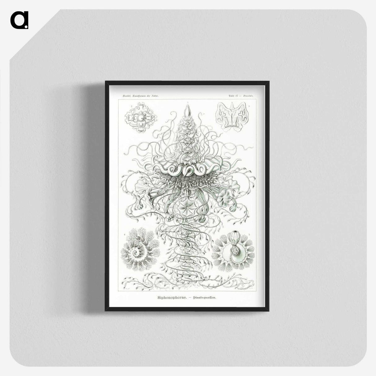 2-33_Ernst-Haeckel_blk-crop