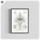 2-33_Ernst-Haeckel_blk-crop