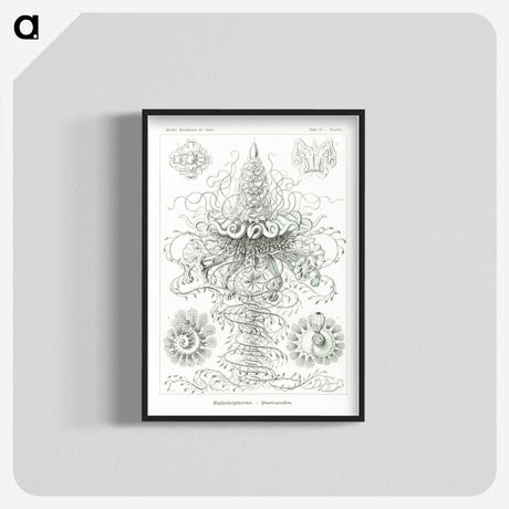2-33_Ernst-Haeckel_blk-crop