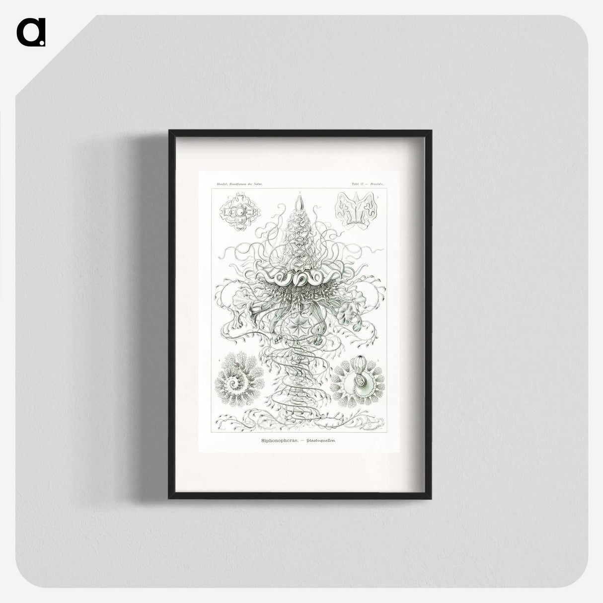 2-33_Ernst-Haeckel_blk