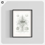2-33_Ernst-Haeckel_blk
