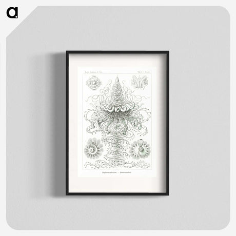 2-33_Ernst-Haeckel_blk