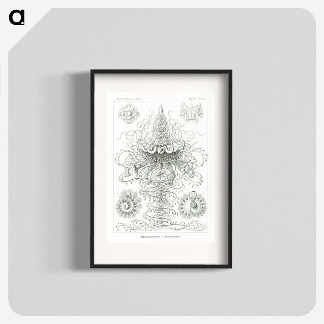 2-33_Ernst-Haeckel_blk