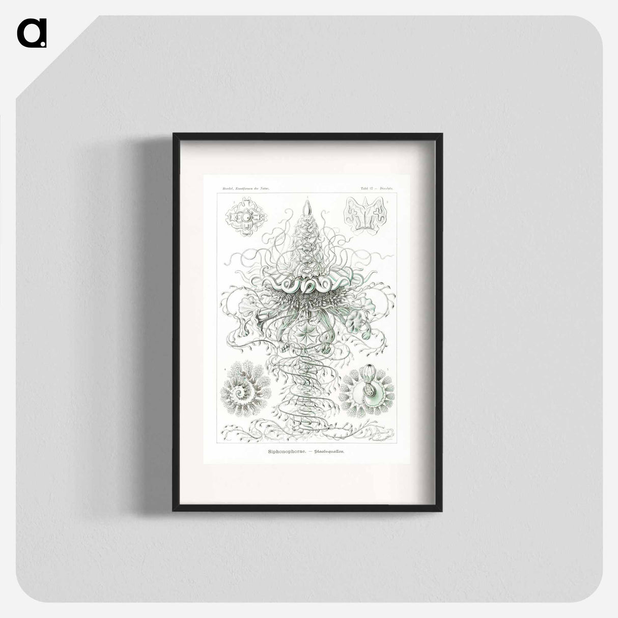 Siphonophorae–Staatsquallen - エルンスト ヘッケル Poster.