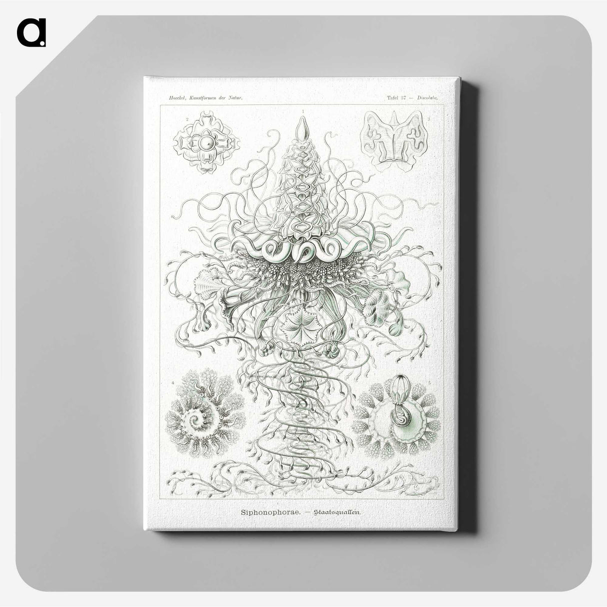 2-33_Ernst-Haeckel_canvas
