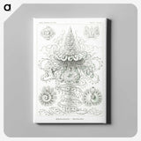 2-33_Ernst-Haeckel_canvas