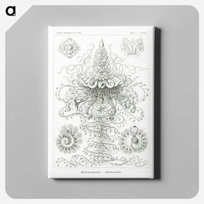 2-33_Ernst-Haeckel_canvas