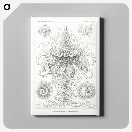 2-33_Ernst-Haeckel_canvas