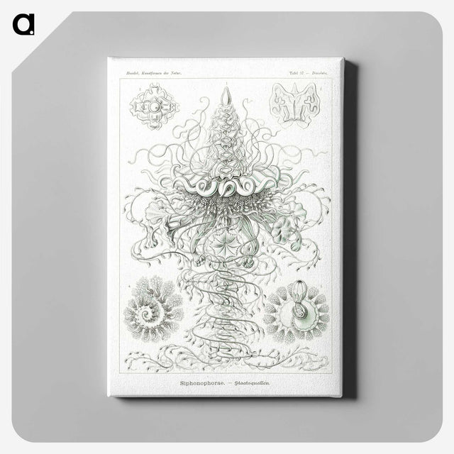 2-33_Ernst-Haeckel_canvas