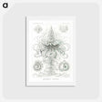 アートポストカード-Siphonophorae–Staatsquallen - エルンスト ヘッケル Postcard.