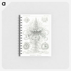 2-33_Ernst-Haeckel_memo