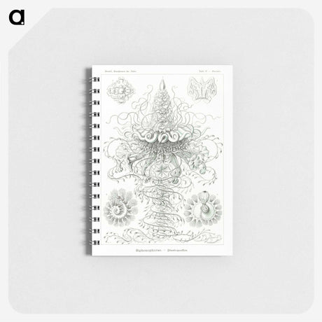 2-33_Ernst-Haeckel_memo
