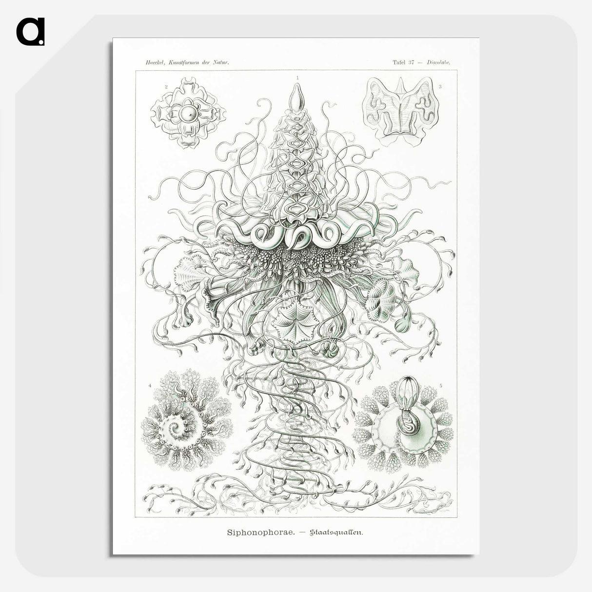 2-33_Ernst-Haeckel_picture-crop
