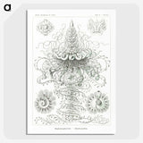 2-33_Ernst-Haeckel_picture-crop