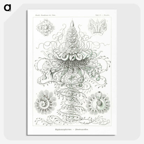 2-33_Ernst-Haeckel_picture-crop