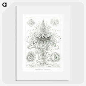2-33_Ernst-Haeckel_picture