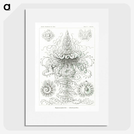 2-33_Ernst-Haeckel_picture