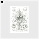 アートポストカード-Siphonophorae–Staatsquallen - エルンスト ヘッケル Postcard.
