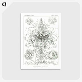 2-33_Ernst-Haeckel_postcard