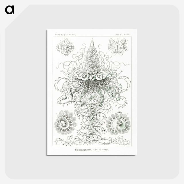 2-33_Ernst-Haeckel_postcard