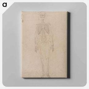 アートパネル-Human Skeleton, Anterior View
 - ジョージ スタッブス Canvas.