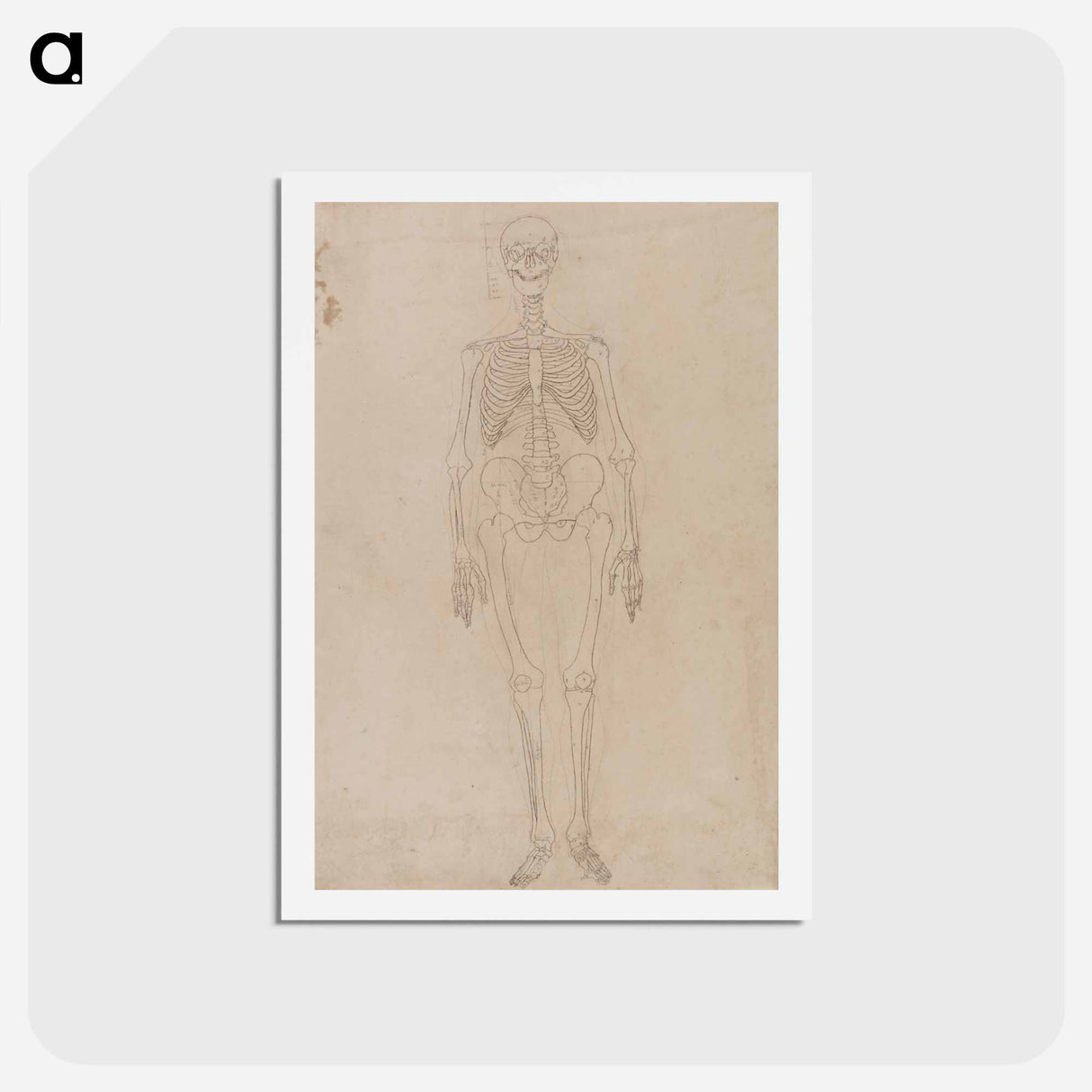アートポストカード-Human Skeleton, Anterior View
 - ジョージ スタッブス Postcard.