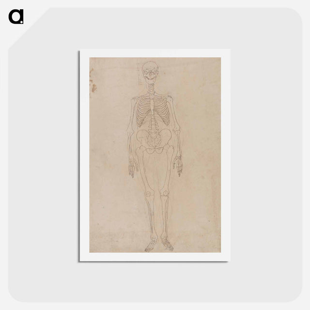 アートポストカード-Human Skeleton, Anterior View
 - ジョージ スタッブス Postcard.