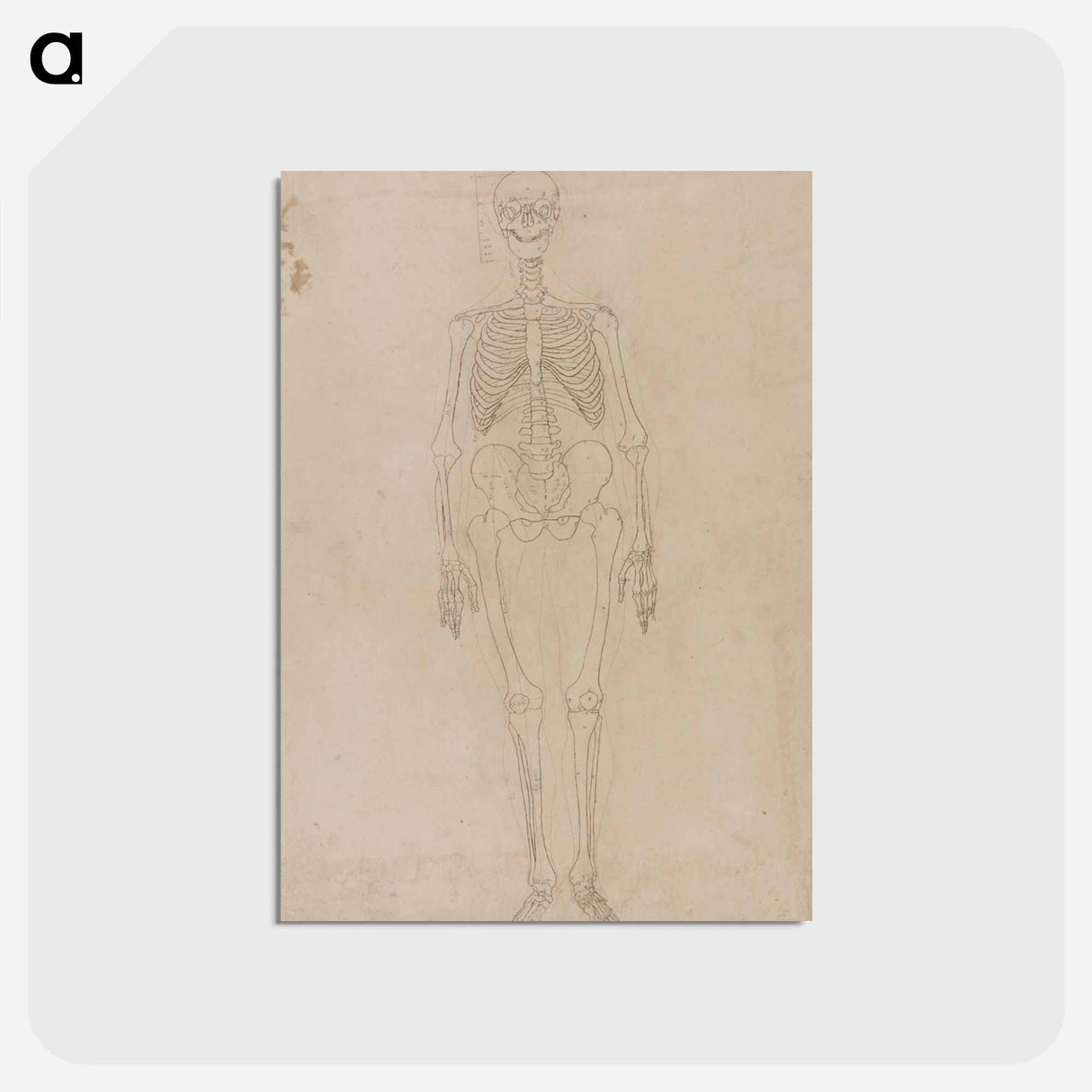 アートポストカード-Human Skeleton, Anterior View
 - ジョージ スタッブス Postcard.