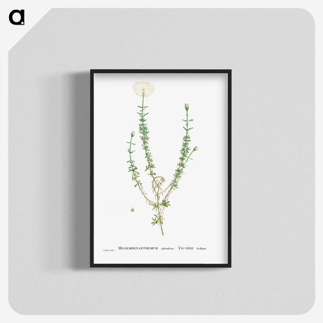 2-33_Histoire-des-Plantes-Grasses_blk-crop
