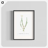 2-33_Histoire-des-Plantes-Grasses_blk
