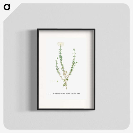 2-33_Histoire-des-Plantes-Grasses_blk