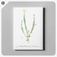 2-33_Histoire-des-Plantes-Grasses_canvas