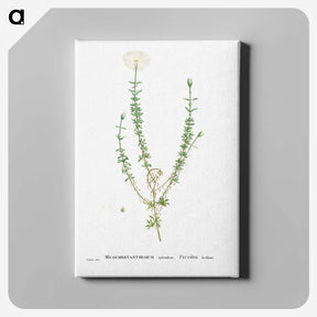 2-33_Histoire-des-Plantes-Grasses_canvas