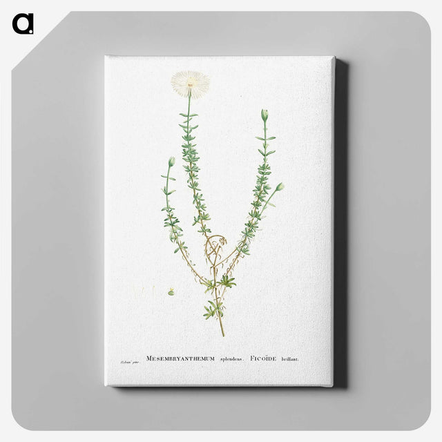 2-33_Histoire-des-Plantes-Grasses_canvas