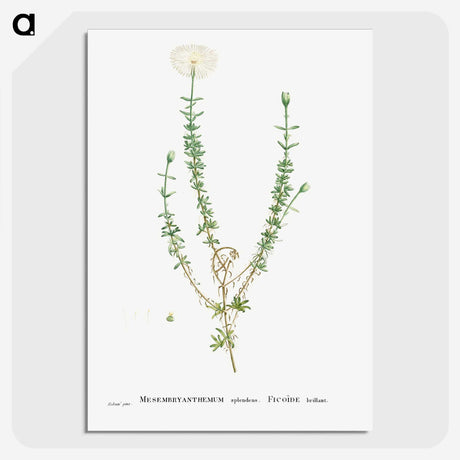 2-33_Histoire-des-Plantes-Grasses_picture-crop