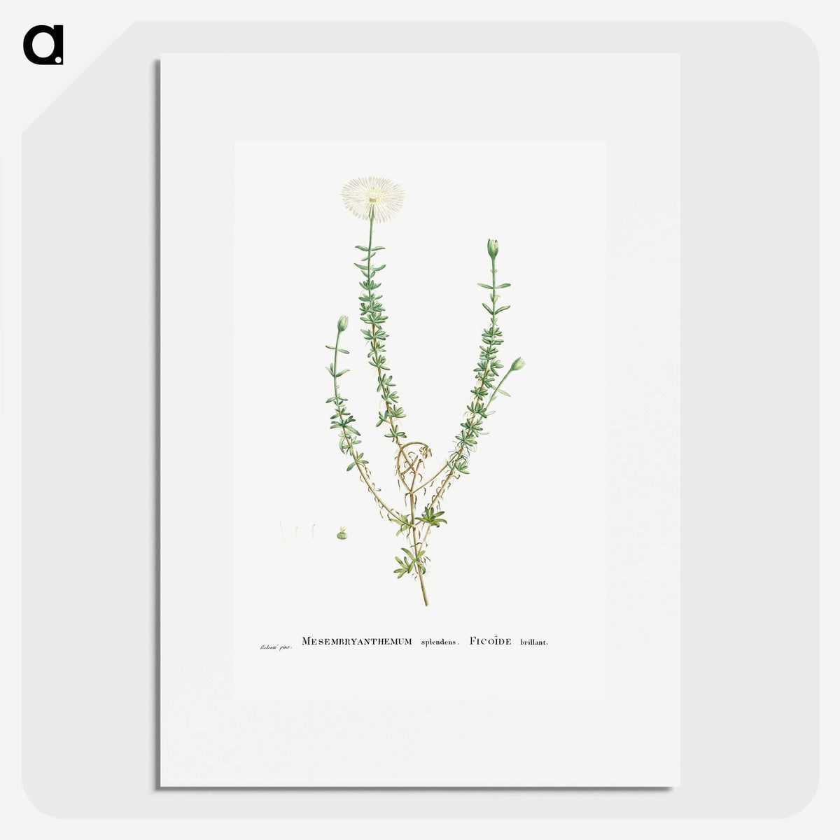 2-33_Histoire-des-Plantes-Grasses_picture