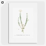 2-33_Histoire-des-Plantes-Grasses_picture