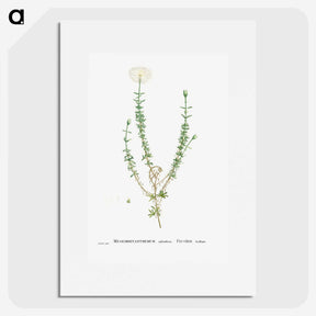 2-33_Histoire-des-Plantes-Grasses_picture