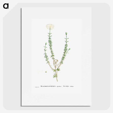 2-33_Histoire-des-Plantes-Grasses_picture